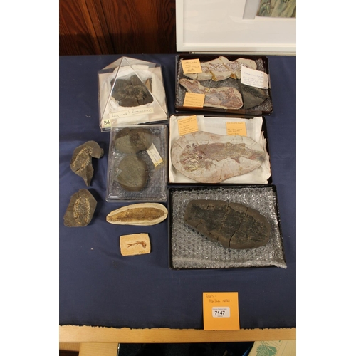 509 - Group of fish fossil with identification cards to include Cheiracanthus Murchisoni, Osteolepis Pande... 