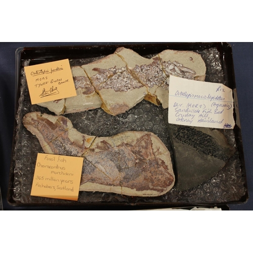 509 - Group of fish fossil with identification cards to include Cheiracanthus Murchisoni, Osteolepis Pande... 