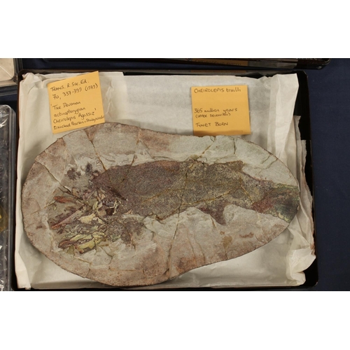 509 - Group of fish fossil with identification cards to include Cheiracanthus Murchisoni, Osteolepis Pande... 