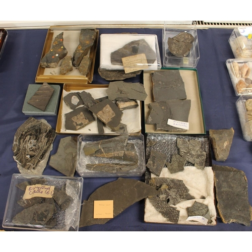 510 - Group of fossils, some with identification cards to include Osteolepis Panderi, Eurypterus Semites, ... 