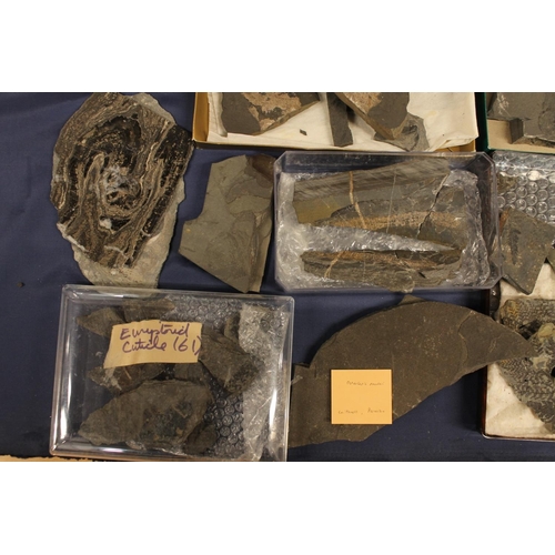 510 - Group of fossils, some with identification cards to include Osteolepis Panderi, Eurypterus Semites, ... 