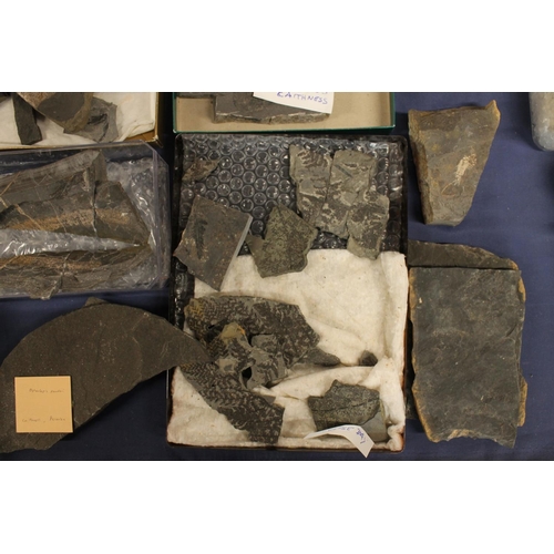 510 - Group of fossils, some with identification cards to include Osteolepis Panderi, Eurypterus Semites, ... 