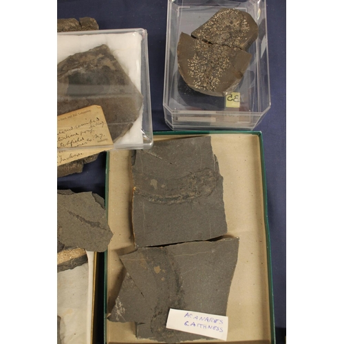 510 - Group of fossils, some with identification cards to include Osteolepis Panderi, Eurypterus Semites, ... 