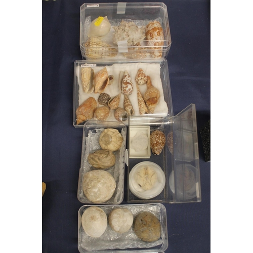 511 - Group of shells and sea fossils to include sea anemone fossils etc.