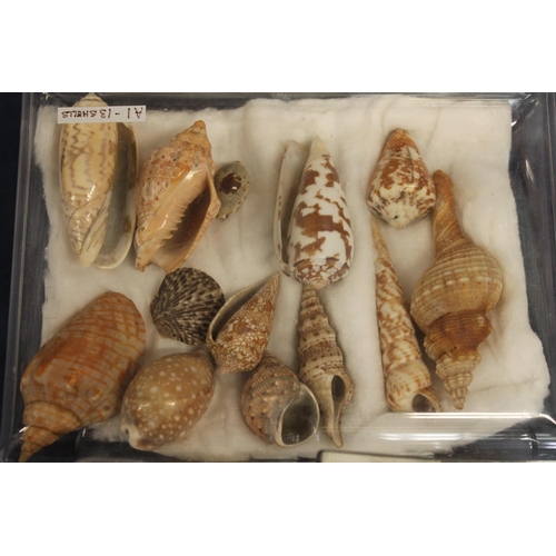 511 - Group of shells and sea fossils to include sea anemone fossils etc.