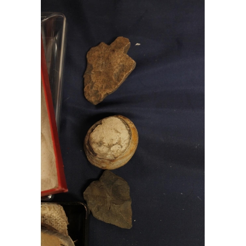 512 - Group of pottery shards and ground finds from Pompeii and Herculaneum, also fossilised tree sample, ... 