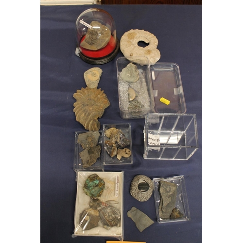 513 - Group of fossils to include ammonites, Trilobite, shells, Blue John style mineral samples, small spe... 