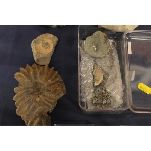 513 - Group of fossils to include ammonites, Trilobite, shells, Blue John style mineral samples, small spe... 