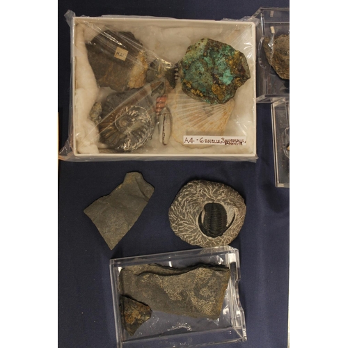 513 - Group of fossils to include ammonites, Trilobite, shells, Blue John style mineral samples, small spe... 