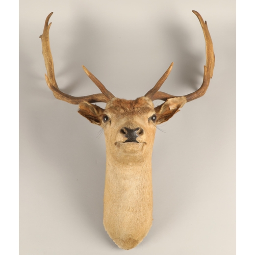 523 - Taxidermy; Mounted deer head