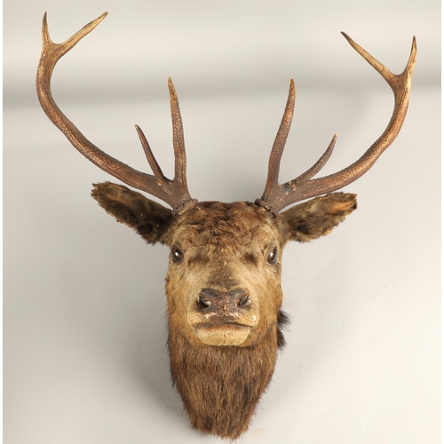 524 - Taxidermy; Mounted deer head