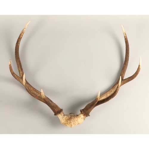 526 - Taxidermy; Mounted Deer Antlers