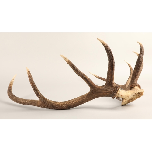 526 - Taxidermy; Mounted Deer Antlers