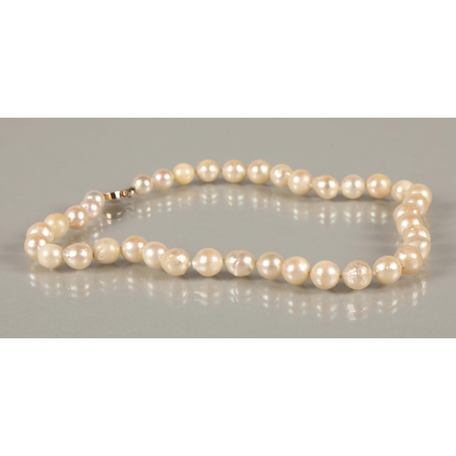 62 - Single string of cultured pearls on a Chinese 14k yellow gold clasp, 38cm long.