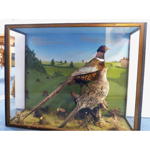 6 - Taxidermy Interest - male and female pheasant perched on naturalistic stumps, enclosed in a glazed d... 