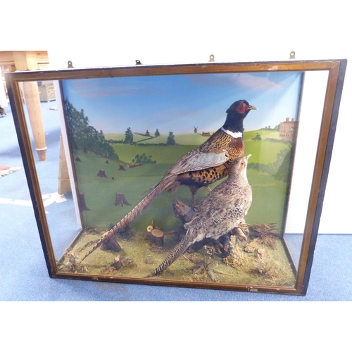 6 - Taxidermy Interest - male and female pheasant perched on naturalistic stumps, enclosed in a glazed d... 