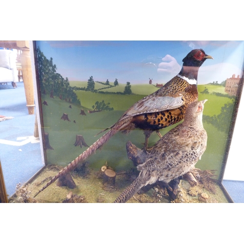 6 - Taxidermy Interest - male and female pheasant perched on naturalistic stumps, enclosed in a glazed d... 