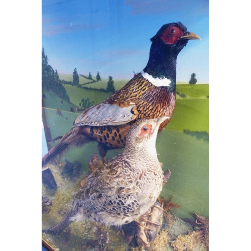 6 - Taxidermy Interest - male and female pheasant perched on naturalistic stumps, enclosed in a glazed d... 