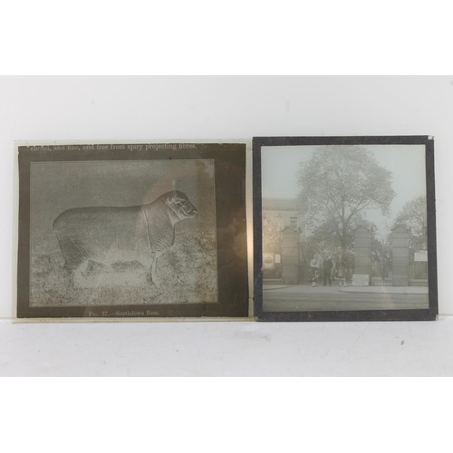 1181 - Group of glass plate camera negatives to include sheep, soldiers, portraiture, Gala Cycle Parade 190... 