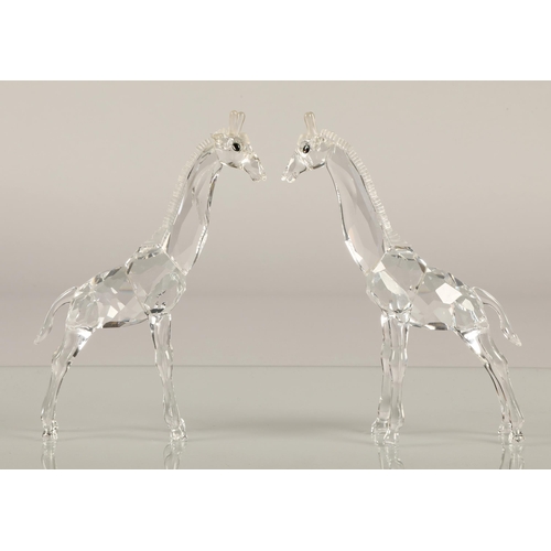 12 - Two Swarovski crystal giraffes, 14cm h, both boxed (2)