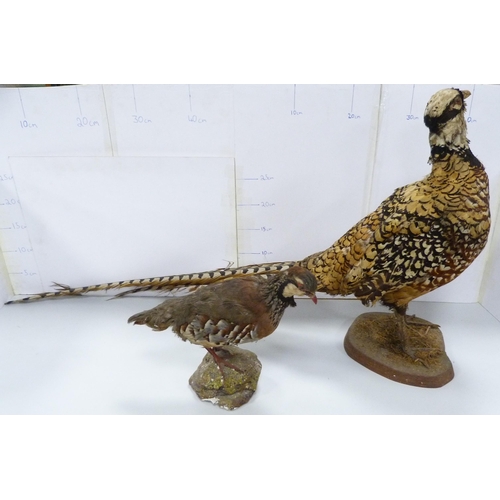 42 - Taxidermy Interest - Victorian specimen of a Reeve's pheasant on a naturalistic base, and a period t... 