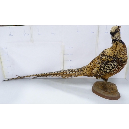 42 - Taxidermy Interest - Victorian specimen of a Reeve's pheasant on a naturalistic base, and a period t... 