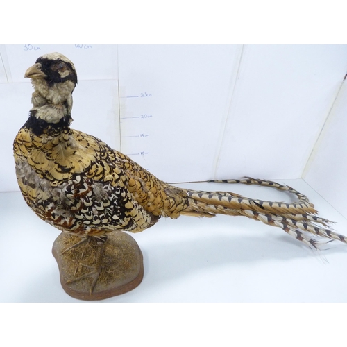 42 - Taxidermy Interest - Victorian specimen of a Reeve's pheasant on a naturalistic base, and a period t... 