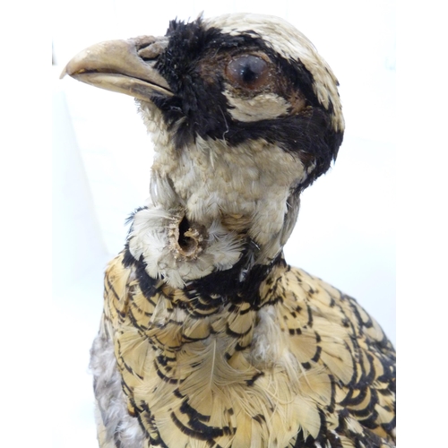 42 - Taxidermy Interest - Victorian specimen of a Reeve's pheasant on a naturalistic base, and a period t... 