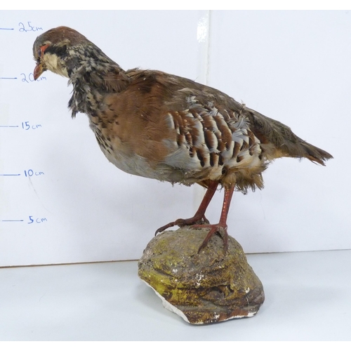 42 - Taxidermy Interest - Victorian specimen of a Reeve's pheasant on a naturalistic base, and a period t... 