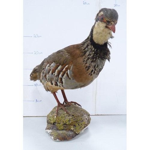 42 - Taxidermy Interest - Victorian specimen of a Reeve's pheasant on a naturalistic base, and a period t... 