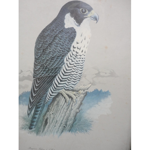 52 - Ornithological bird prints to include a collage of various of birds of prey after Joel Kirk, America... 