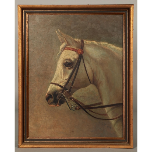 444 - B.E.J. (1902)'Head Study of a Grey Horse'Framed oil on canvas, signed with initials45cm x 34cm... 