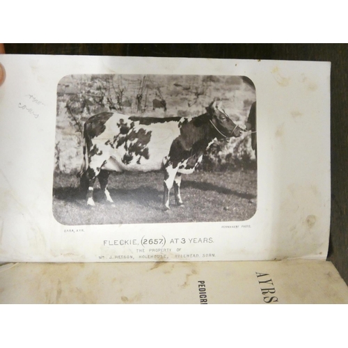 175 - Ayrshire Cattle.  A carton of various books & softback publications incl. early herd b... 