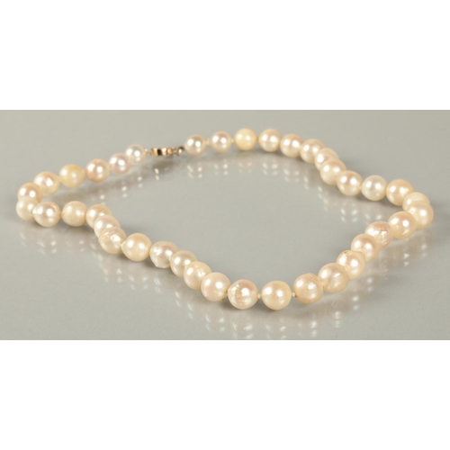 62 - Single string of cultured pearls on a Chinese 14k yellow gold clasp, 38cm long.