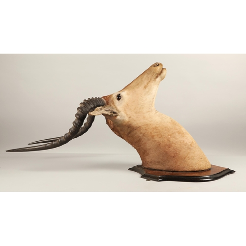 522 - Taxidermy; Mounted Ibex head115cm high