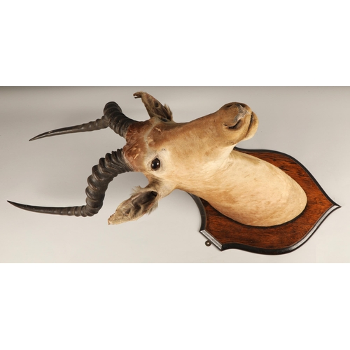 522 - Taxidermy; Mounted Ibex head115cm high