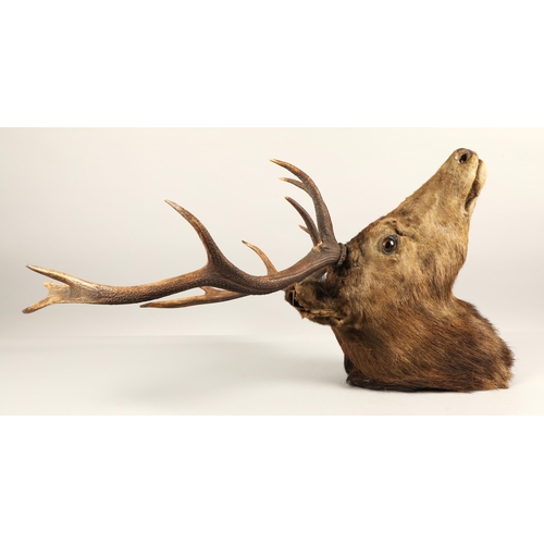 524 - Taxidermy; Mounted deer head