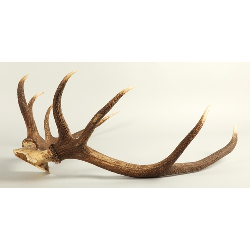 526 - Taxidermy; Mounted Deer Antlers