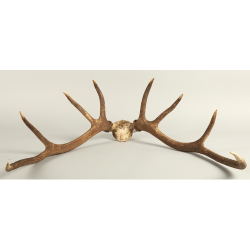 526 - Taxidermy; Mounted Deer Antlers