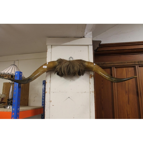 171 - Pair of Highland cow horns.