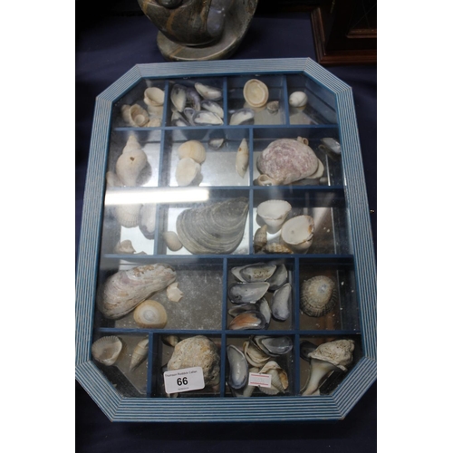 66 - Framed display case containing seashells.