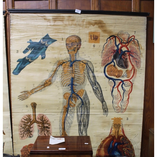 131 - Edinburgh University vintage anatomical chart showing lungs and veins, published by W. and K. Johnst... 