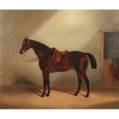 460 - J ClarkSaddled cob in a stableframed oil on canvas49.5cm x 59.5cm