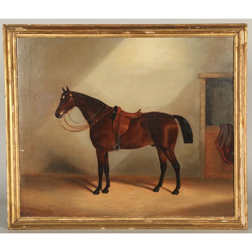 460 - J ClarkSaddled cob in a stableframed oil on canvas49.5cm x 59.5cm