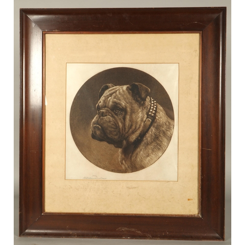 433 - Herbert Thomas Dicksee R.E. (1862-1864)'Bulldog'Framed engravingsigned and dated 191340cm x 40cm... 