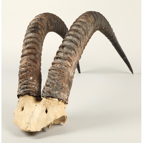 526A - Taxidermy: Pair of Ibex horns, 76cm high, 25cm wide.