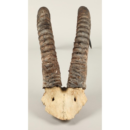 526A - Taxidermy: Pair of Ibex horns, 76cm high, 25cm wide.