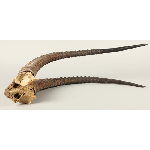 526A - Taxidermy: Pair of Ibex horns, 76cm high, 25cm wide.