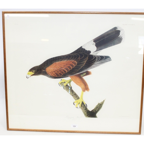 326 - After JOHN JAMES AUDUBON (American 1785-1851), Louisiana Hawk Buteo Harrisi Adult Female (no.79 Plat... 