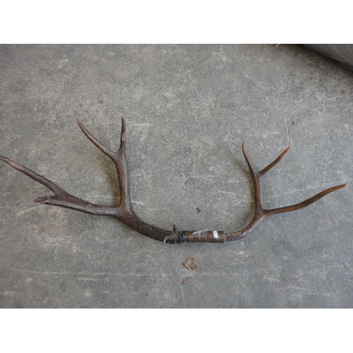 531 - Two antlers.